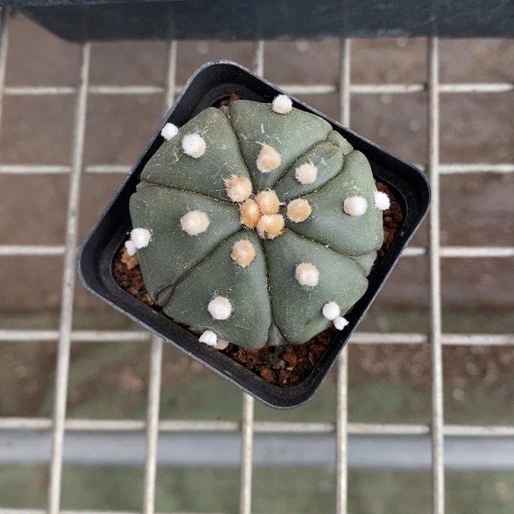 玉*伯克利和格蕾纳等著名音乐