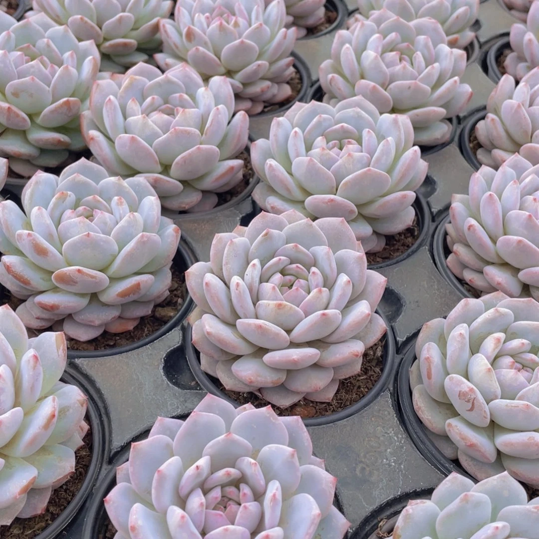 794号 星星橙大单头一个