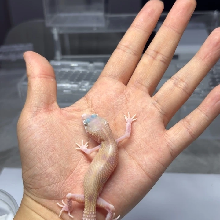 豹纹守宫雪花红眼暴龙