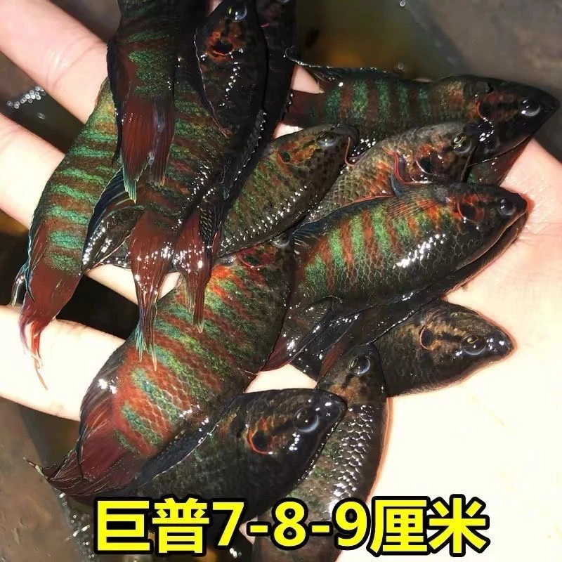 7-9厘米中国斗鱼巨普活体淡水观赏鱼菩萨鱼好活无需打氧繁殖公母