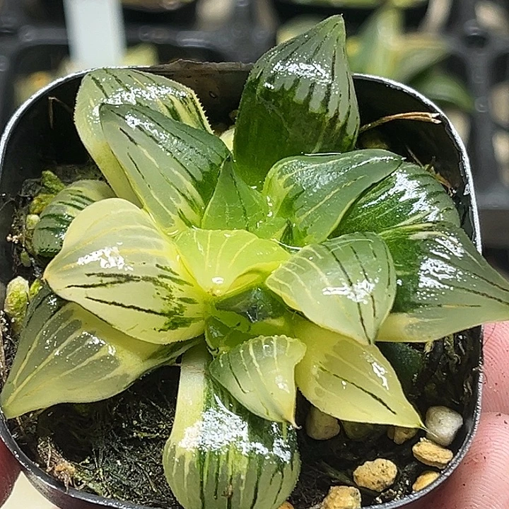 189双头云窗红纹寿锦