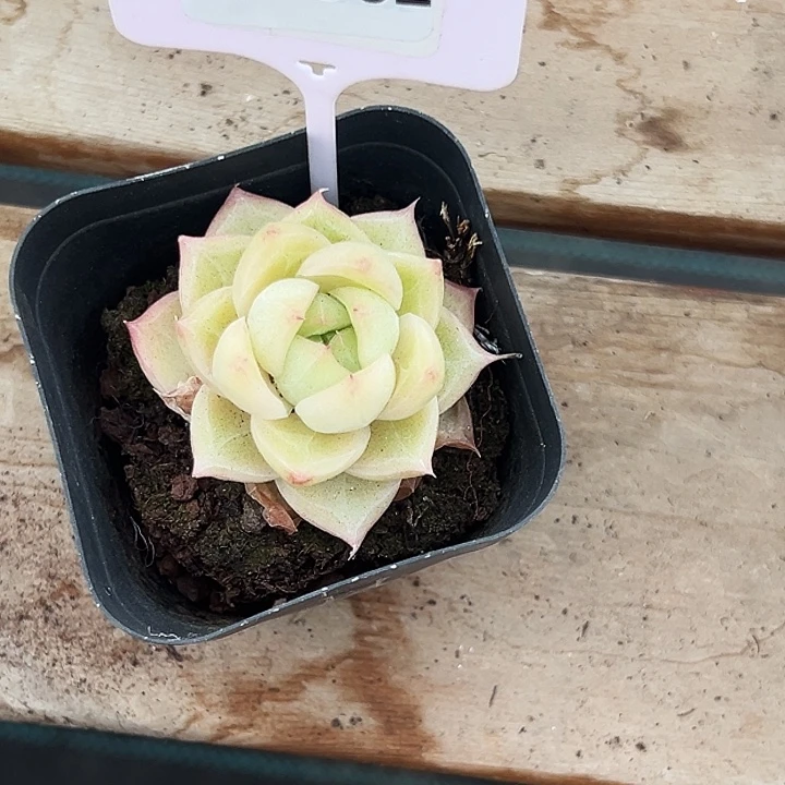 U***U糖心    99062号