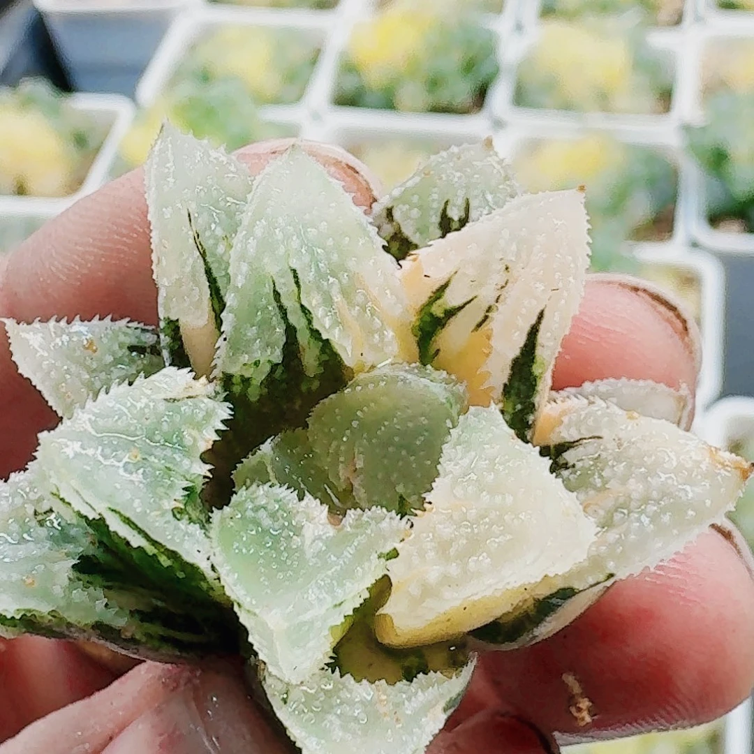 无花朵十二卷本土白帝城锦无根