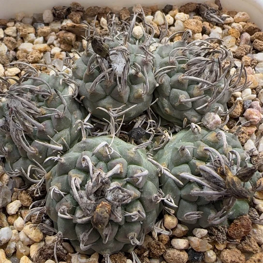 080自根红花娇丽群多肉