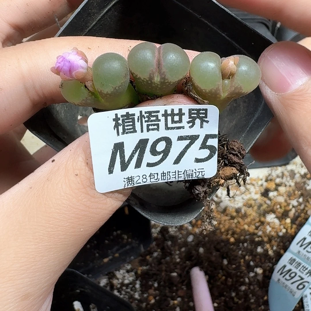 多肉植物的润泽wwfv