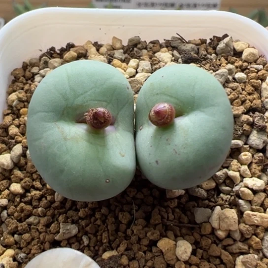 小红嘴特价一颗45。