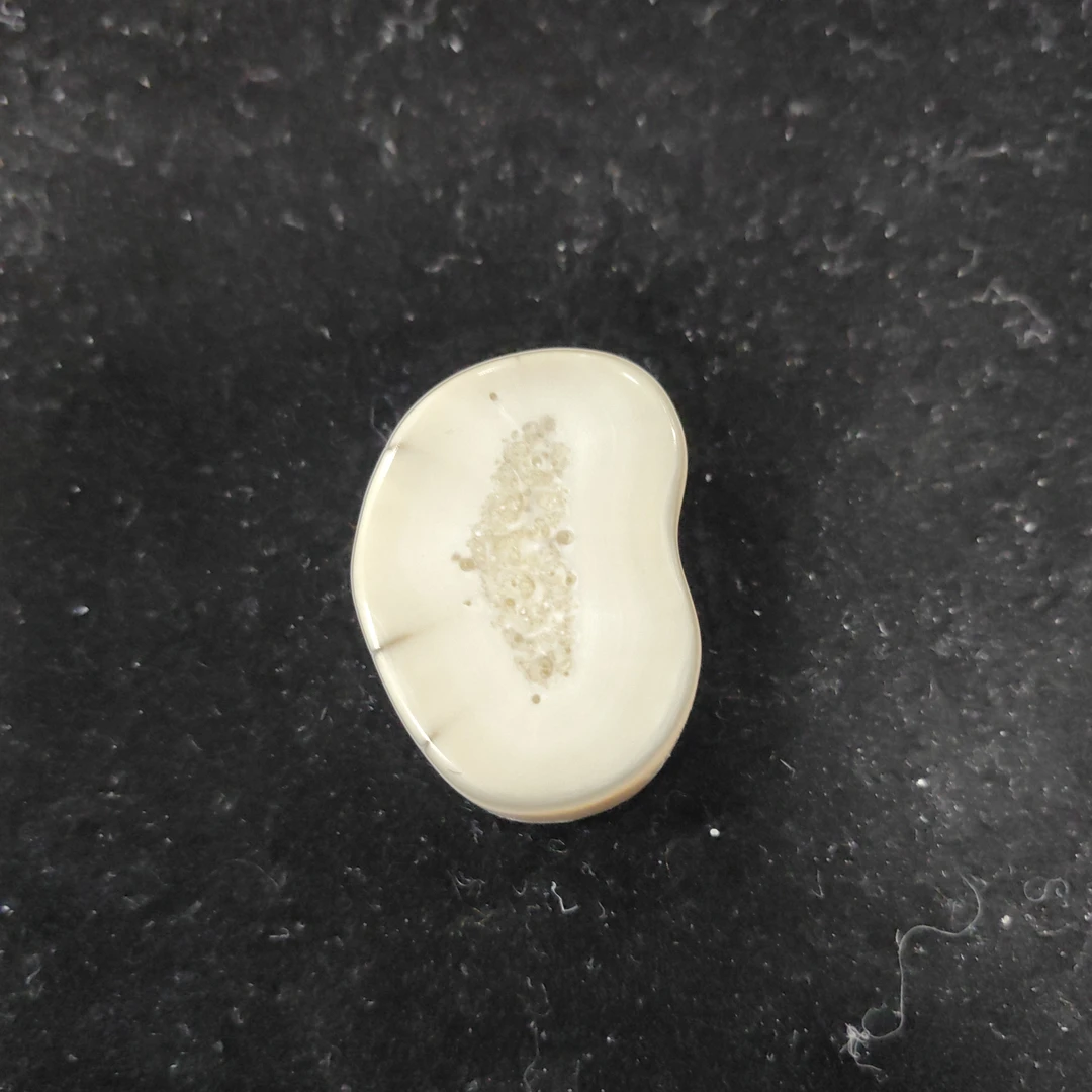 猛犸猛犸虬饼子WT665