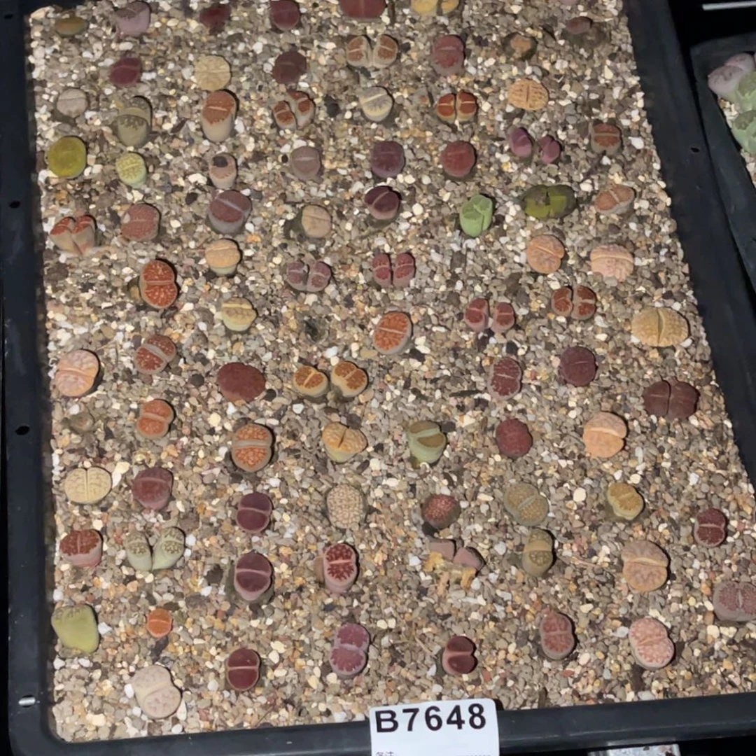 锦***棠7648福利筐1不售后