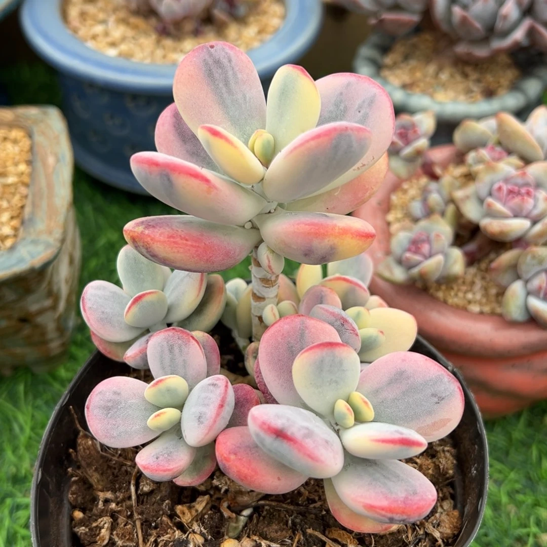 啊石榴籽星影小树福利乒乓锦