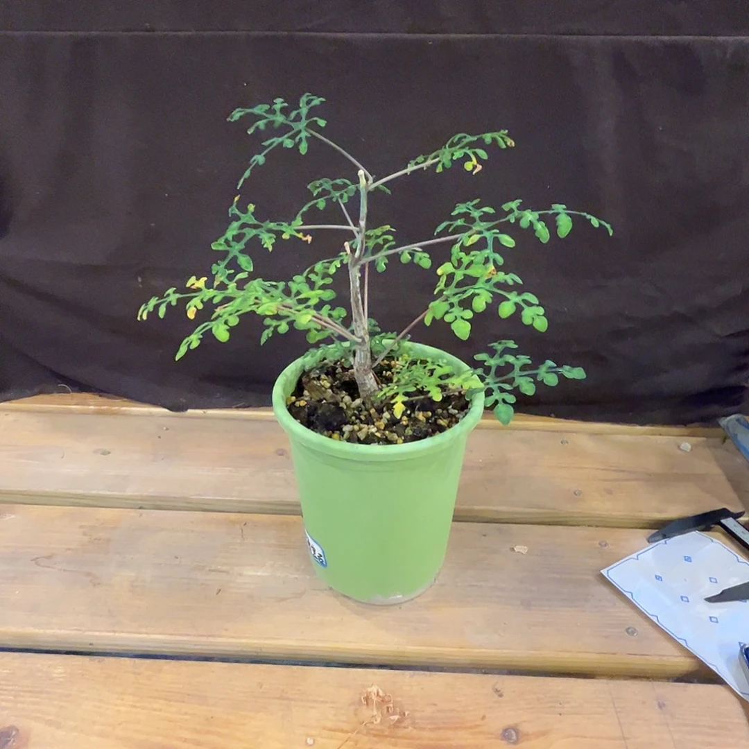 汤圆植物绿宝石西番莲