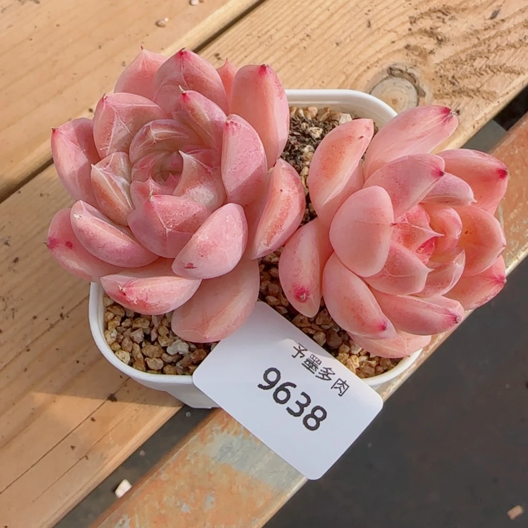 长杆珍妮，9638多肉植物