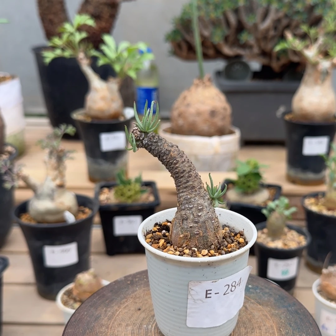 284白象奇峰锦块根植物