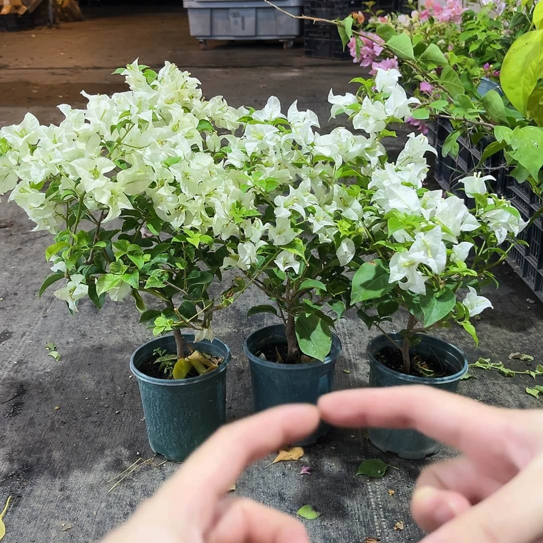 大部分花苞少量开放白雪公主掌中宝一颗