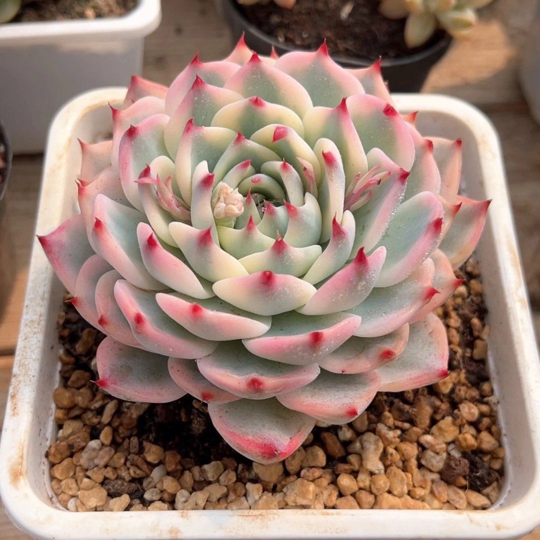 吉娃娃锦多肉植物