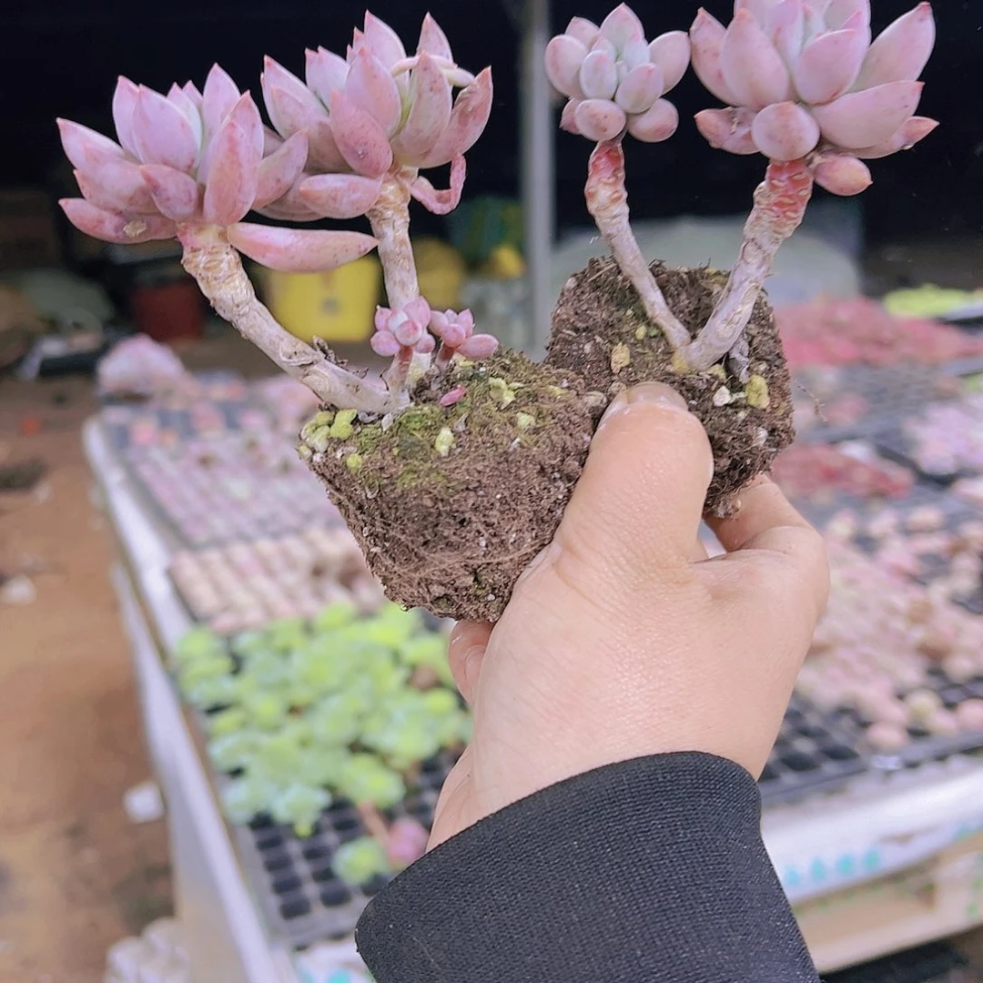 双头老桩所罗门19包邮