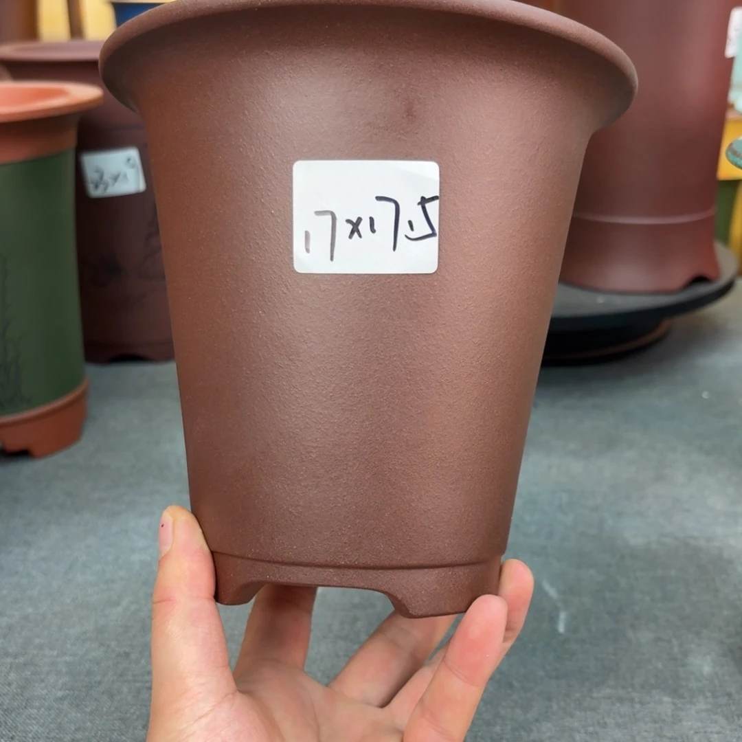 花盆紫砂兰花5598698587998