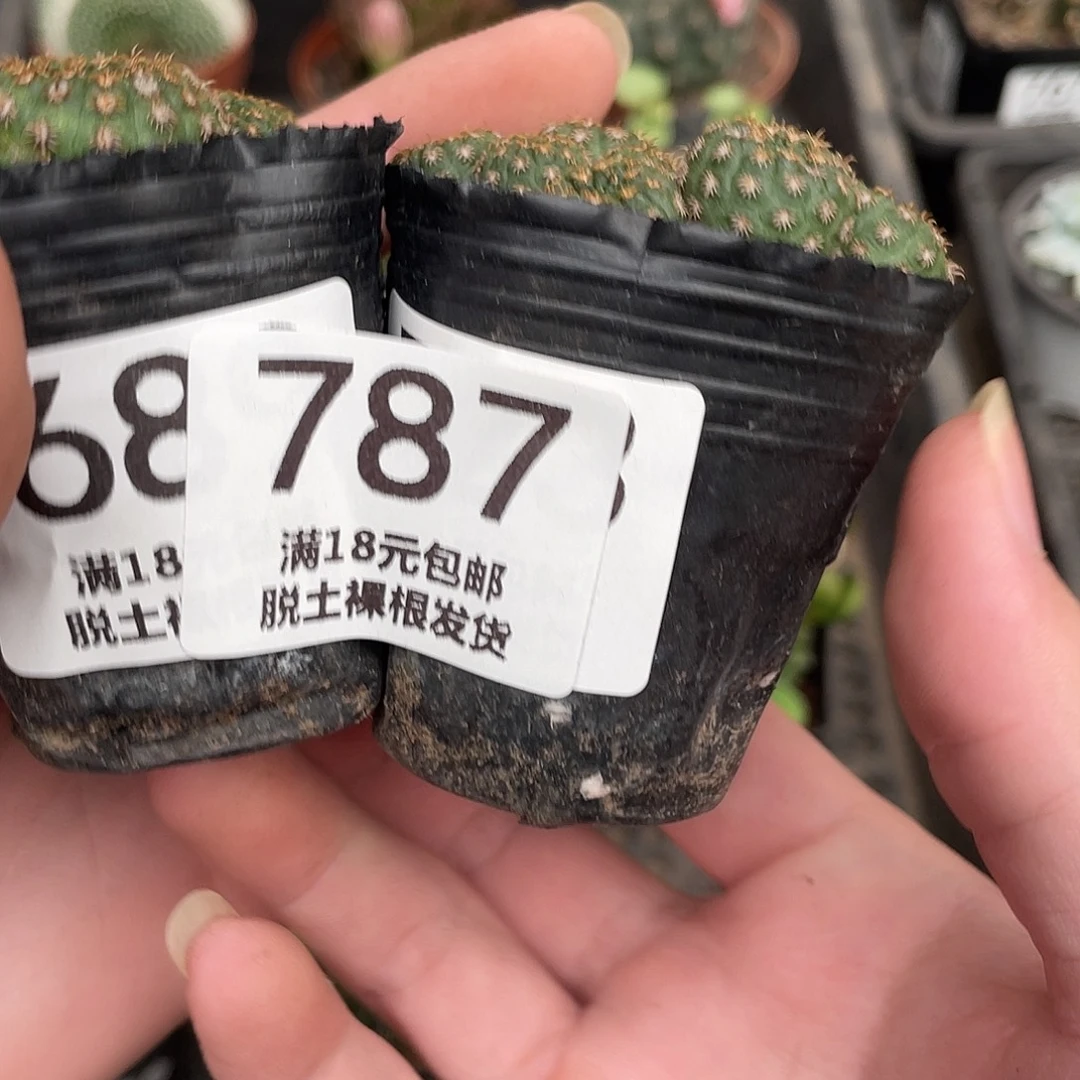 公****787士童（满18包邮）