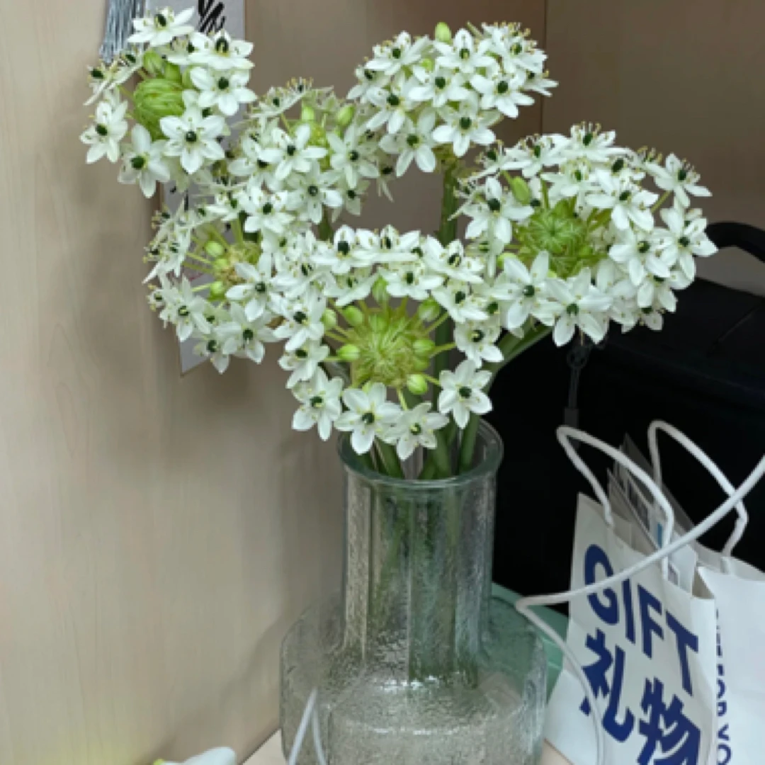 天鹅绒花期超级长10支一扎