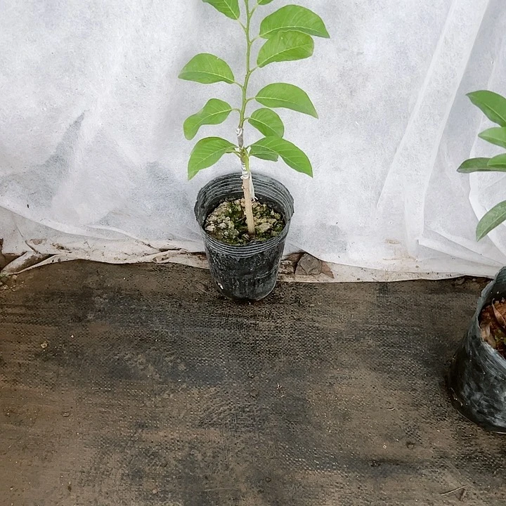 冬***火红二规划热电厂2367889