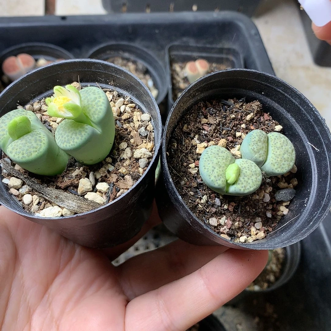 K248多肉植物保护研究所