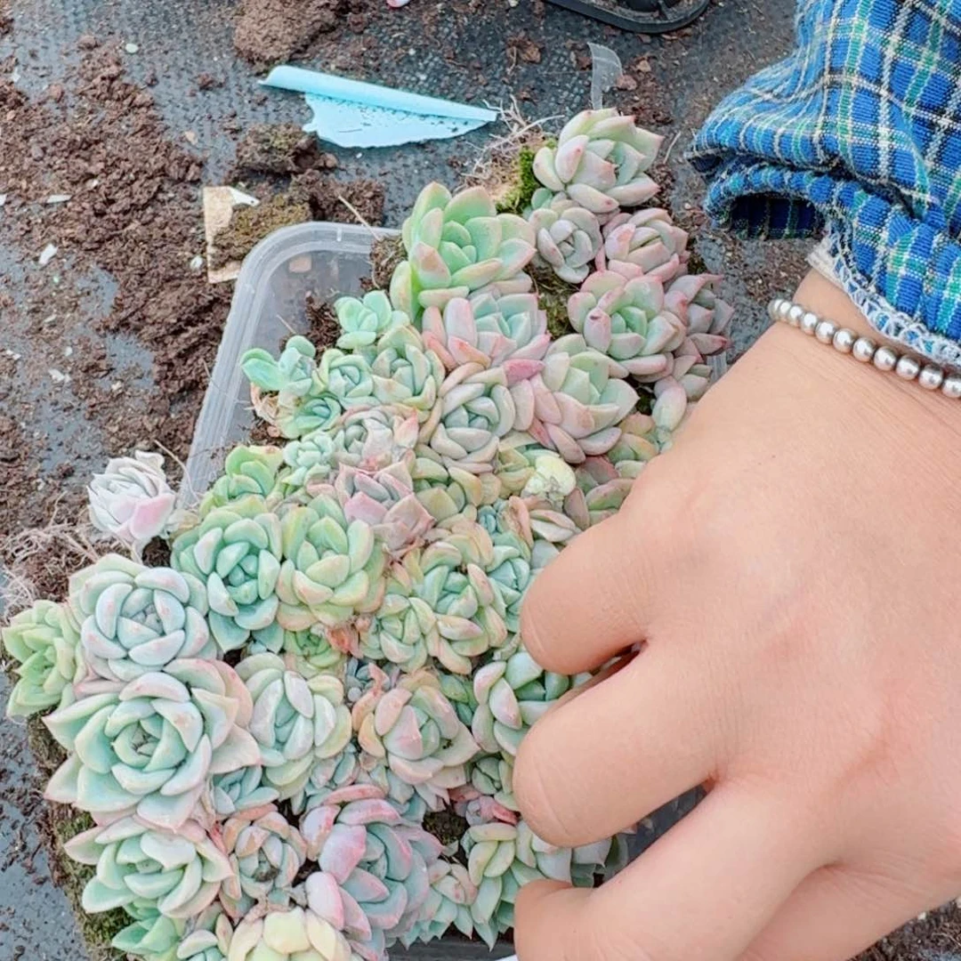 珍妮切糕一份量拍6-6