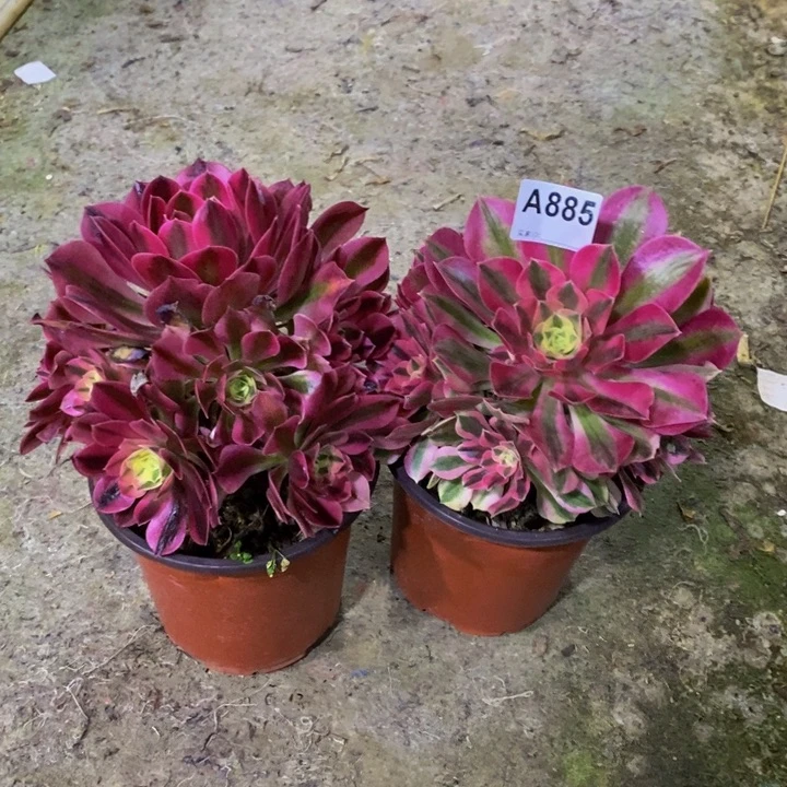 粉女巫多肉植物885