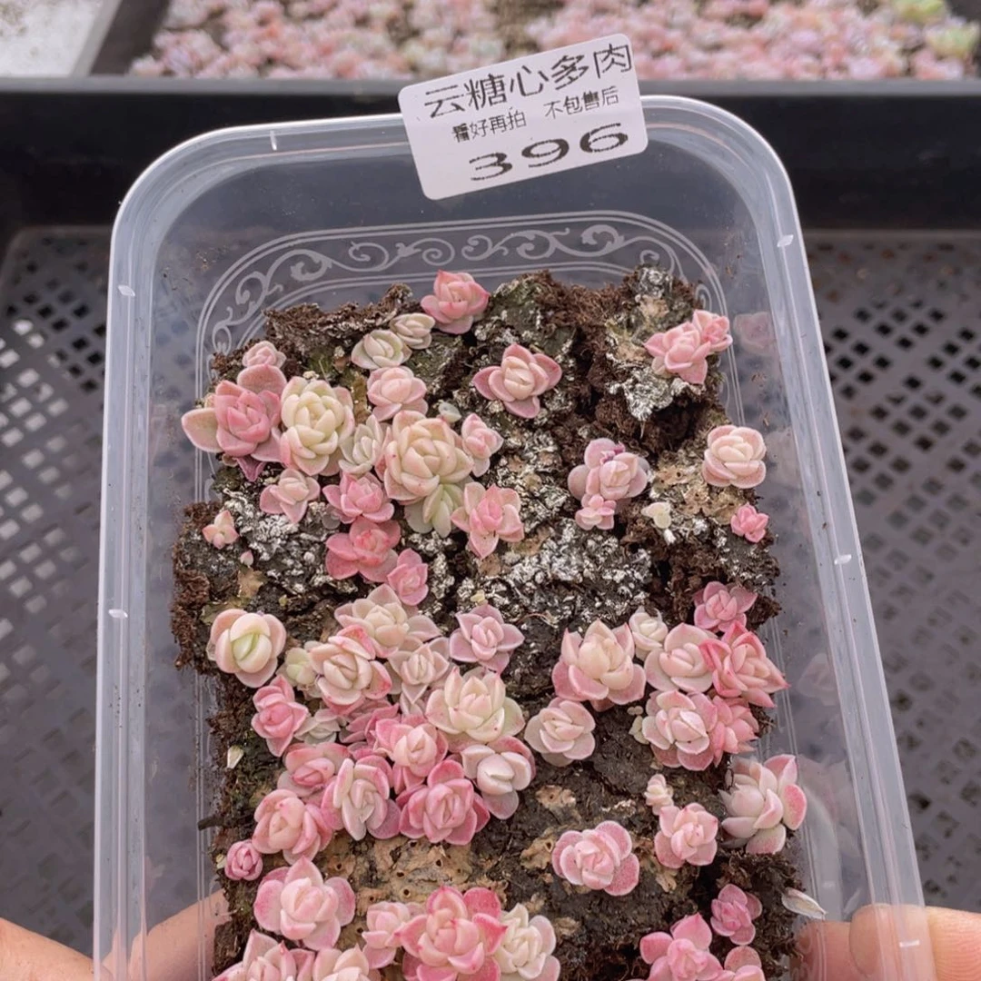 云糖心多肉植物396