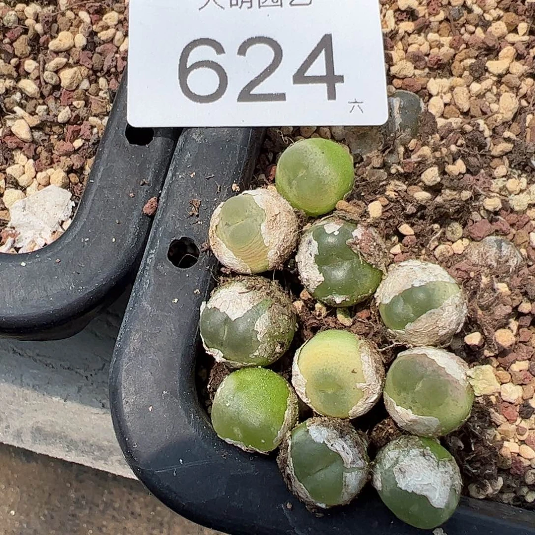 量拍以下2颗4年拉登624