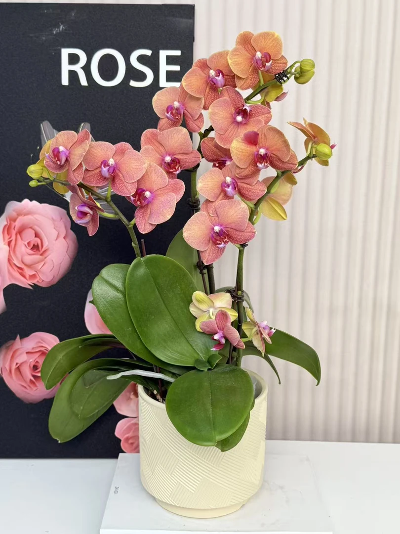 【金桔】蝴蝶兰 黄红色中花型 四季花 室内花精品 源头基地直