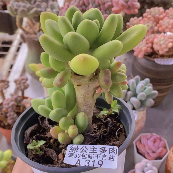 芒果奶树8cm319多肉酱