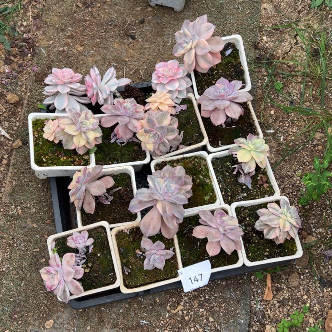 147紫乐锦老桩多肉植物15个