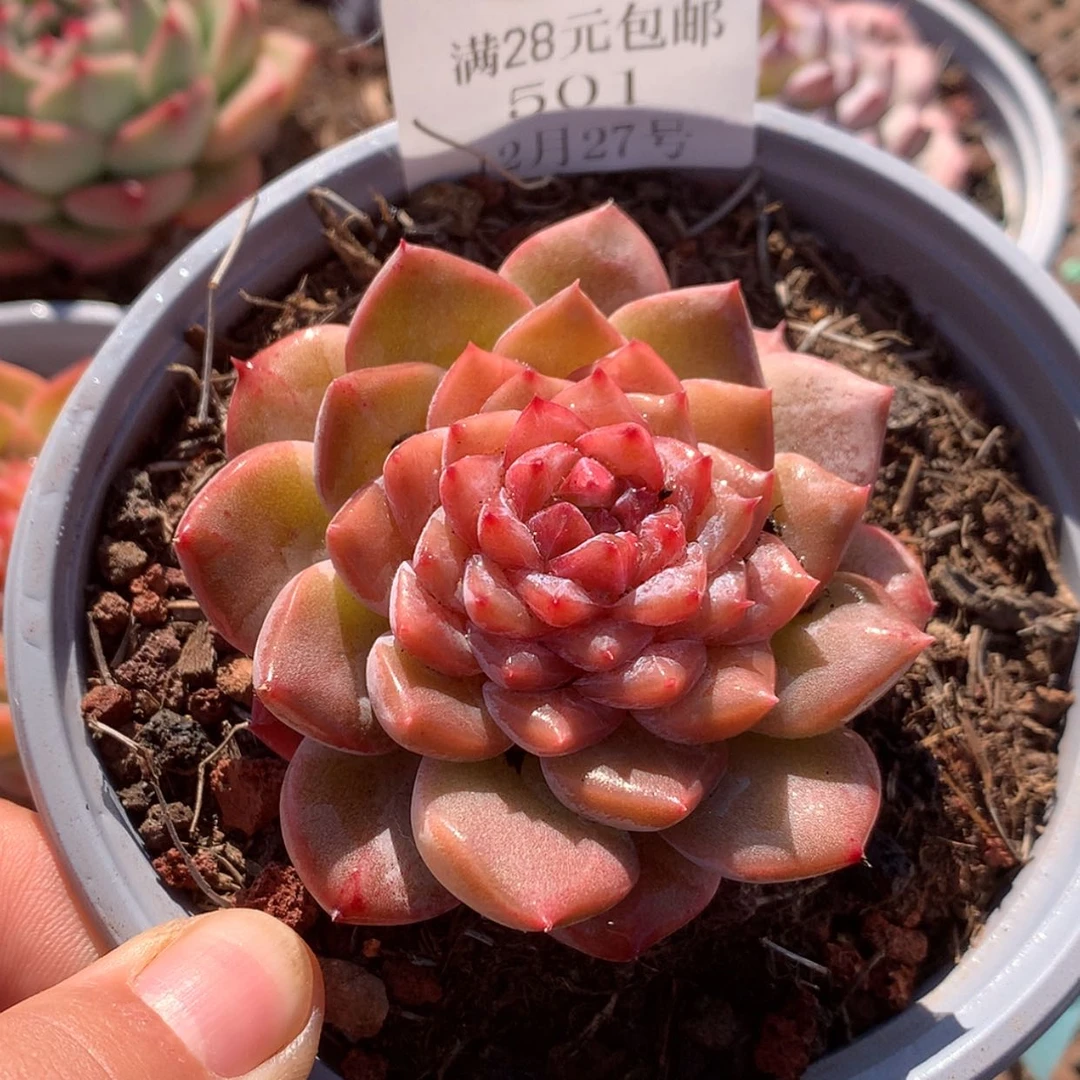 【闪购商品】云501号六厘米