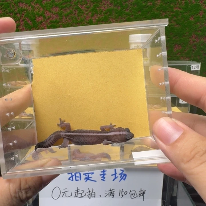 肥尾守宫奥无，母温90%母！0元起！