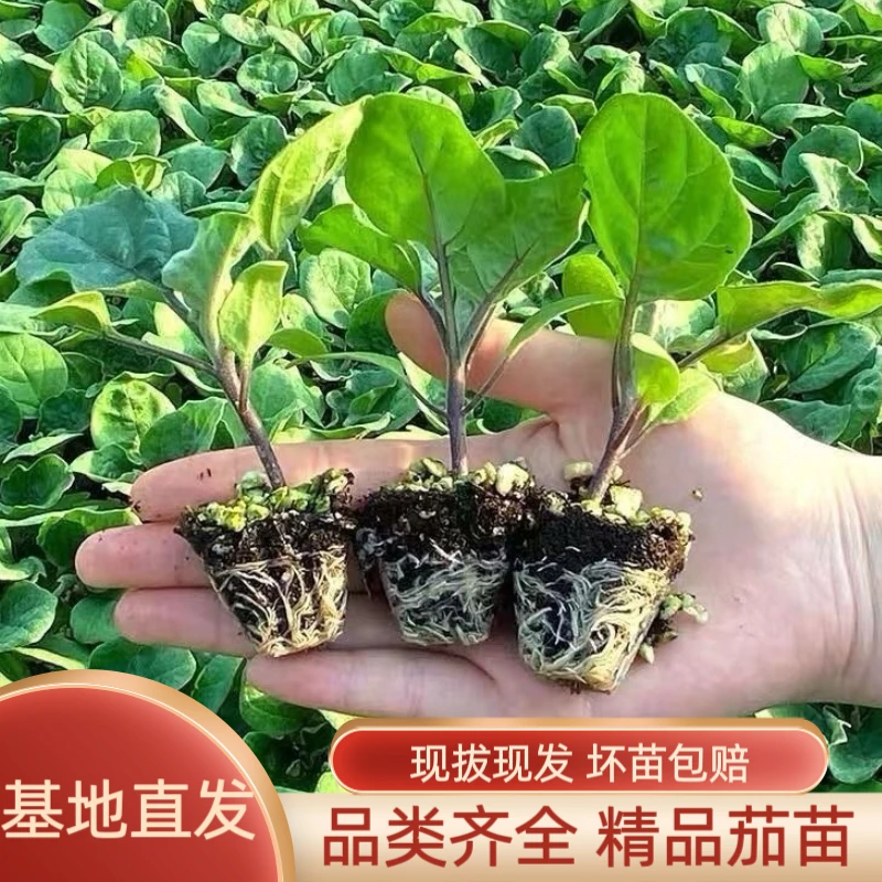 杭茄一号长茄经典长茄苗高产绿罐茄紫长线茄苗四季盆栽地栽蔬菜苗