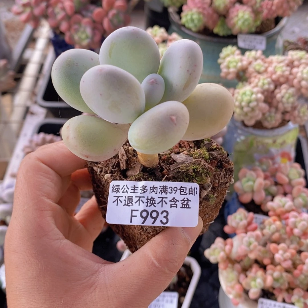 黄金大叶奶单头993多肉植物