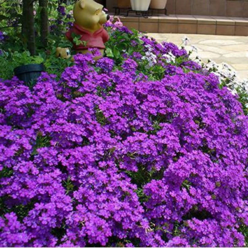 美女樱多年生室外阳台宿根植物耐寒耐热花期长户外匍匐易爆盆