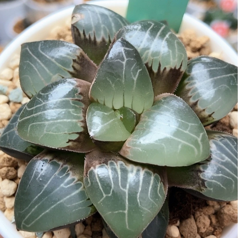 【闪购商品】天池156