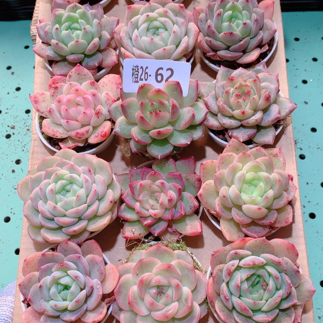 26-62一物一拍多肉带盆18颗