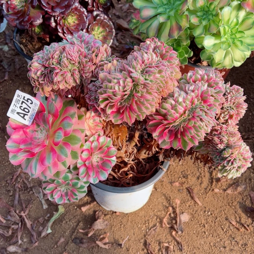 975倾城缀化尺寸30左右