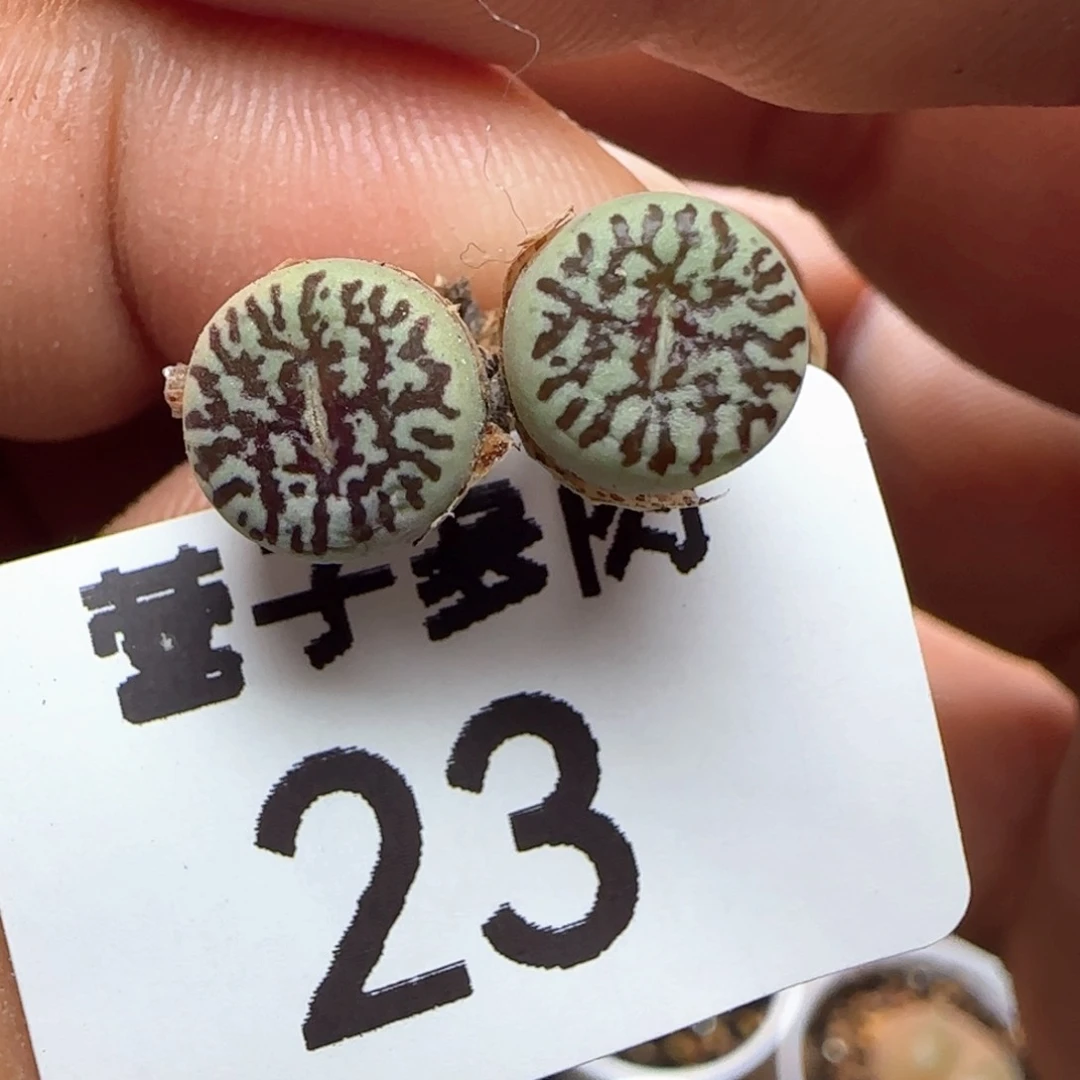 福利墨。