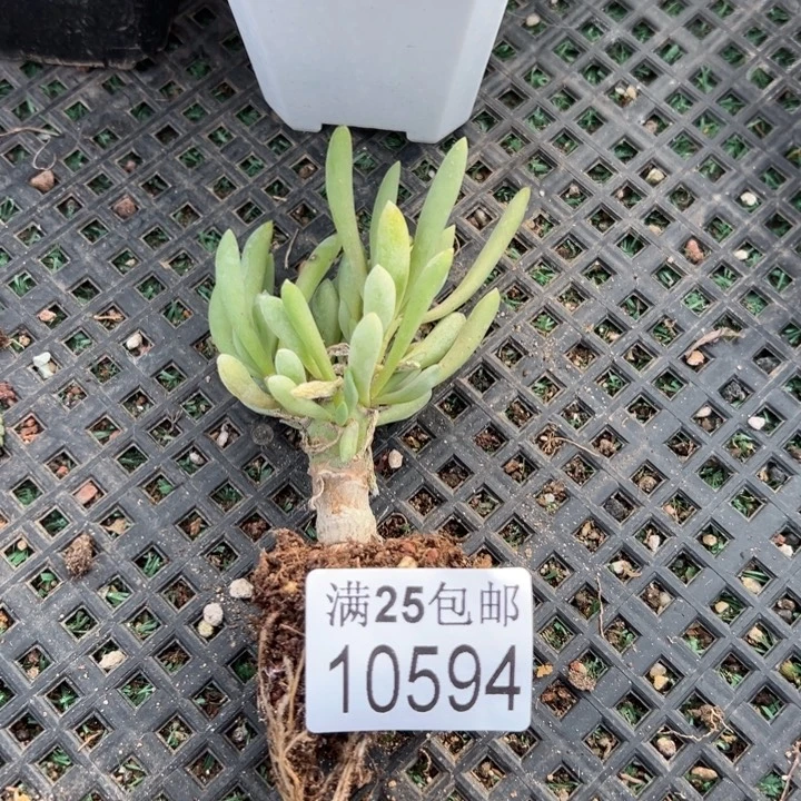 卡拉菲594，一物一拍