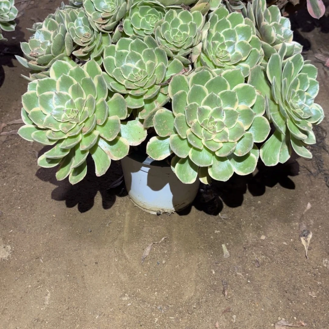 粉花妖多肉法师大捧花396号
