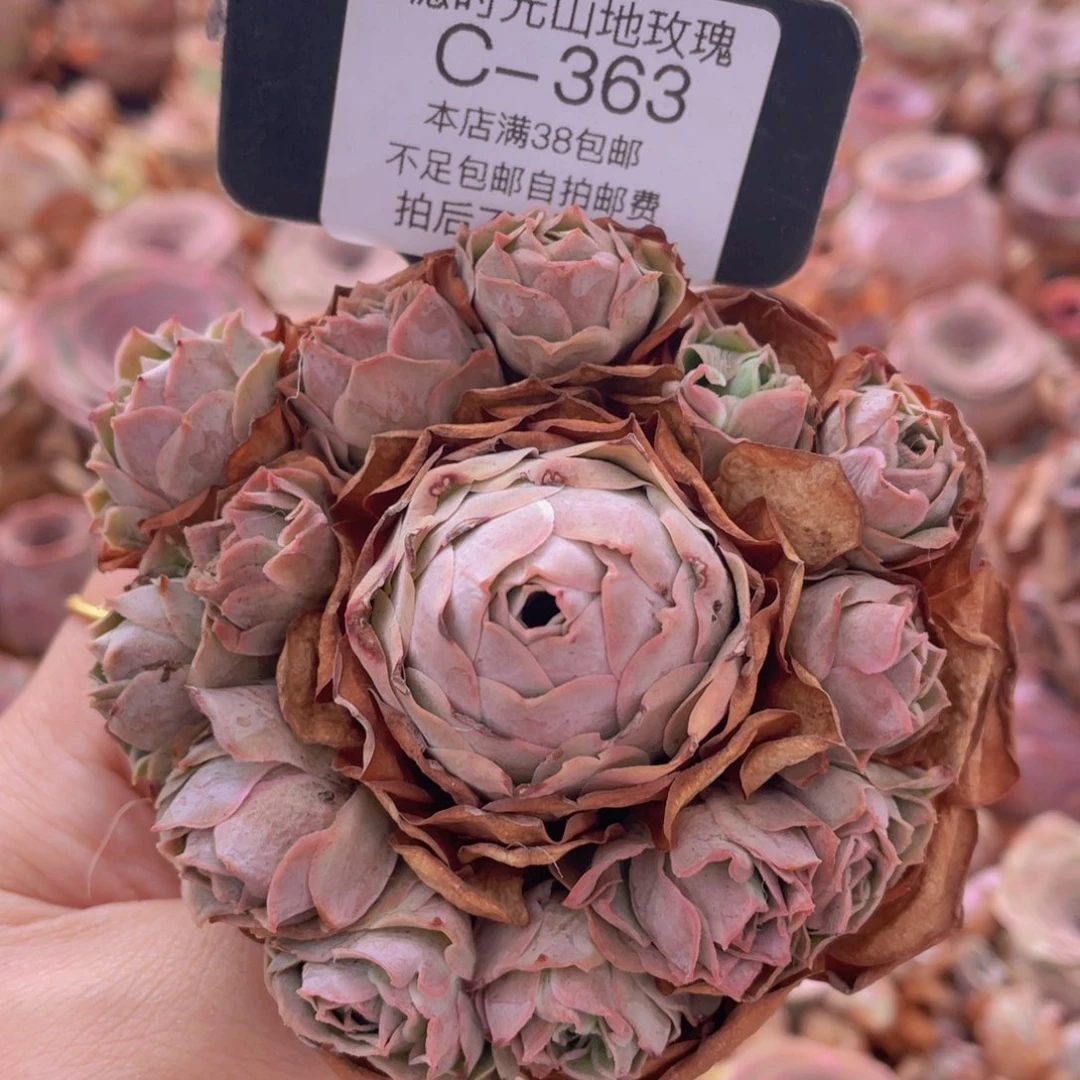 山地玫瑰C363裸根发货断枝不包损不售后