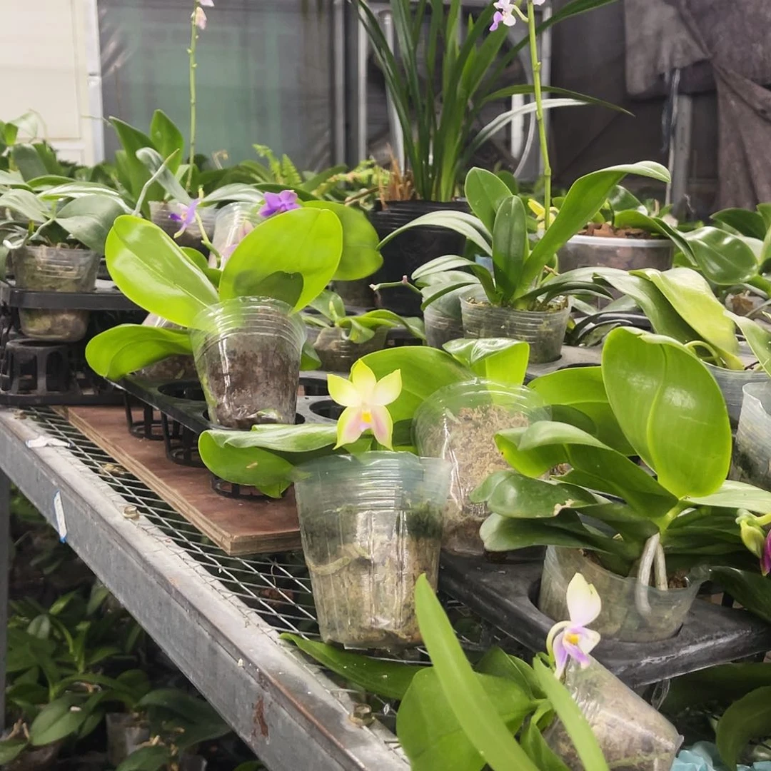 当前无花栽培后可以开花纱美娜2.8带花包