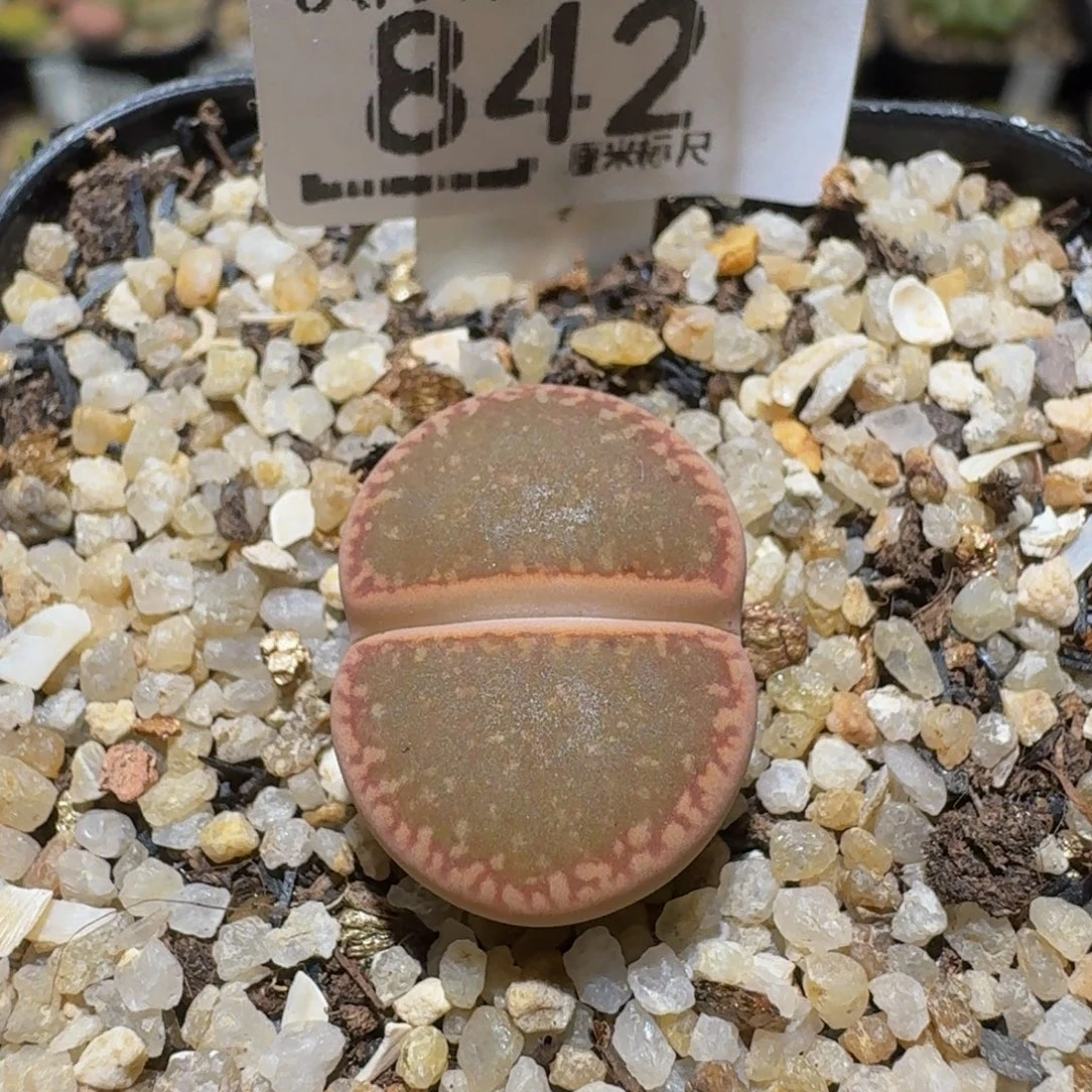 Ssss精品生石花842