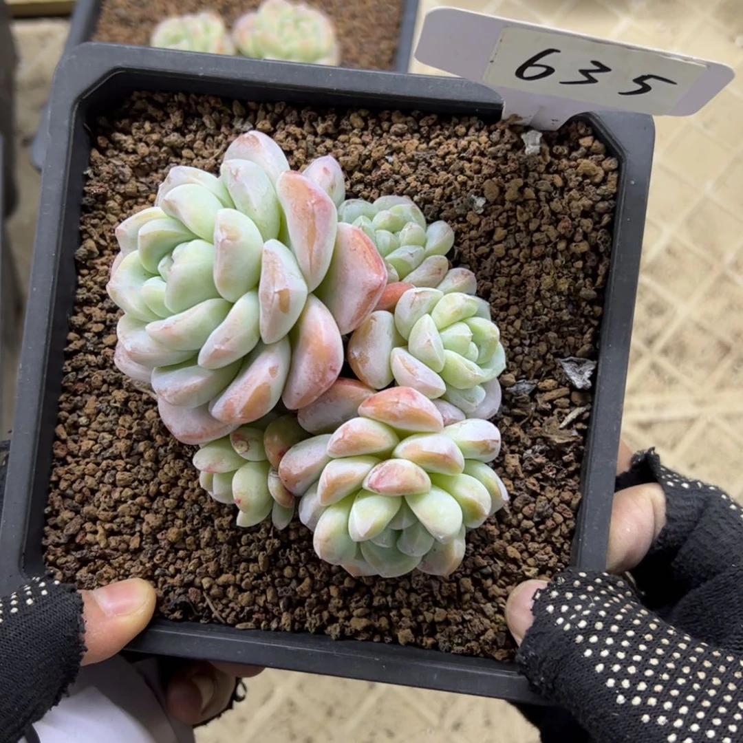 红陶635号多肉植物