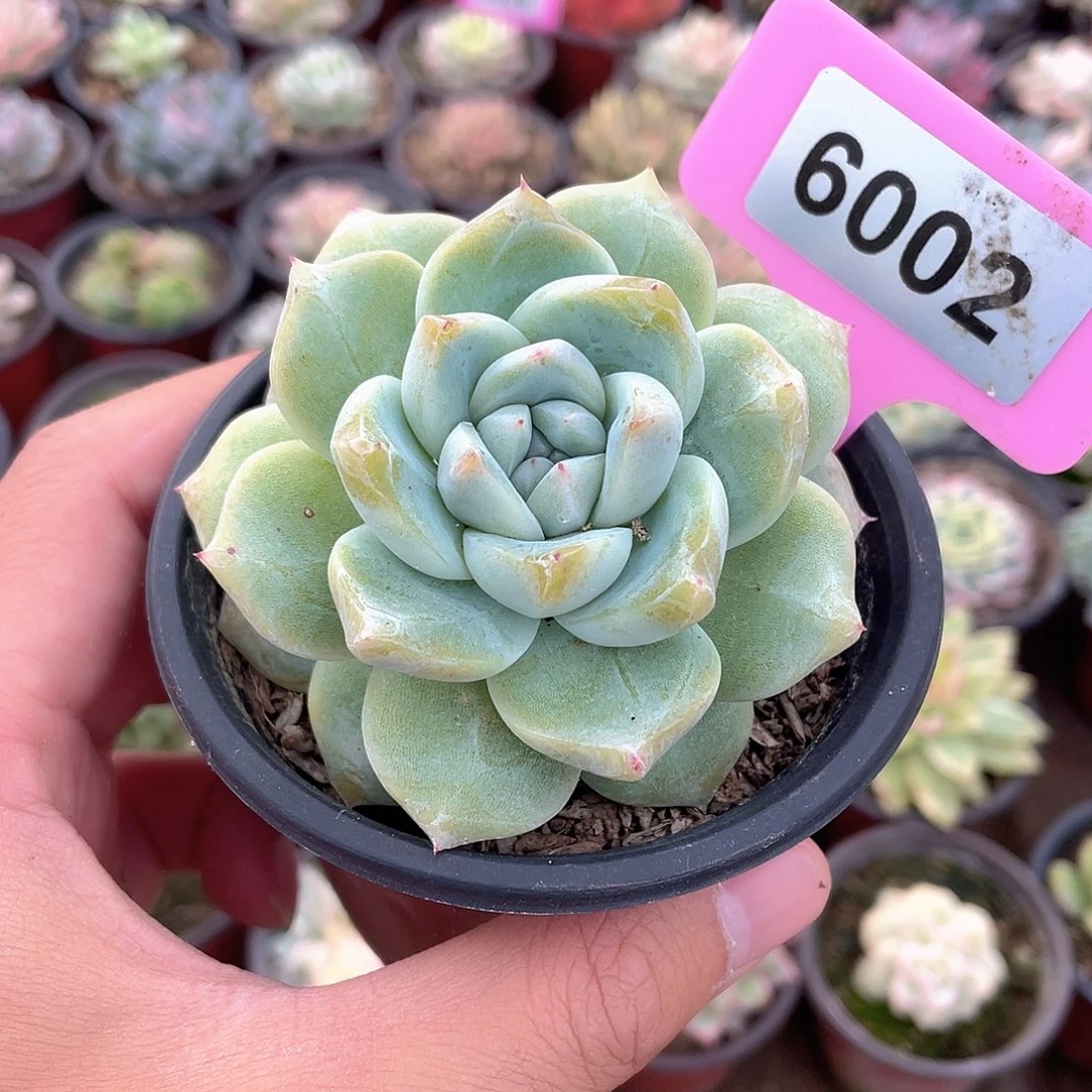 白泽6002号多肉植物