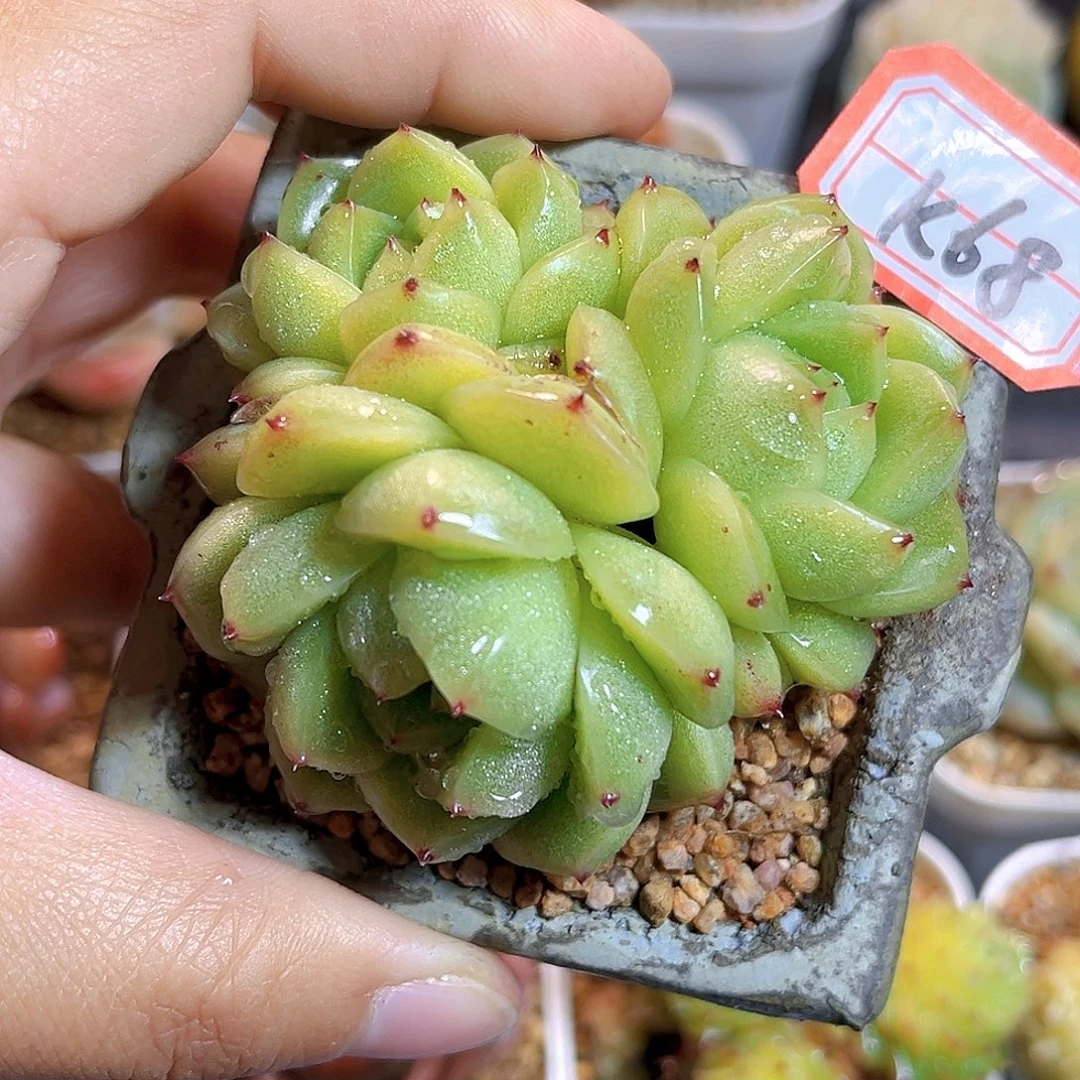 K68  绿豆沙珍妮 满18包邮