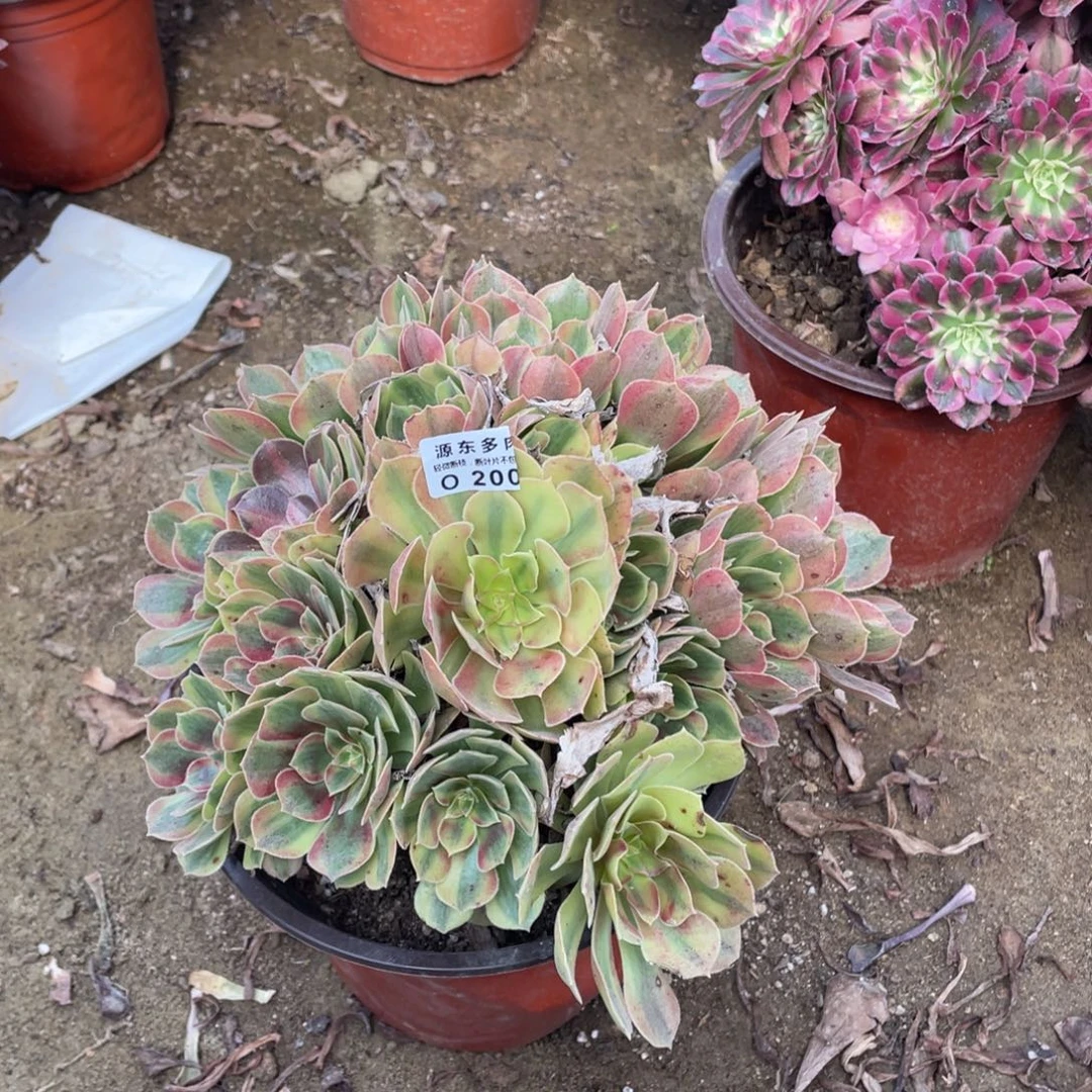 200红袖多肉法师断枝不包