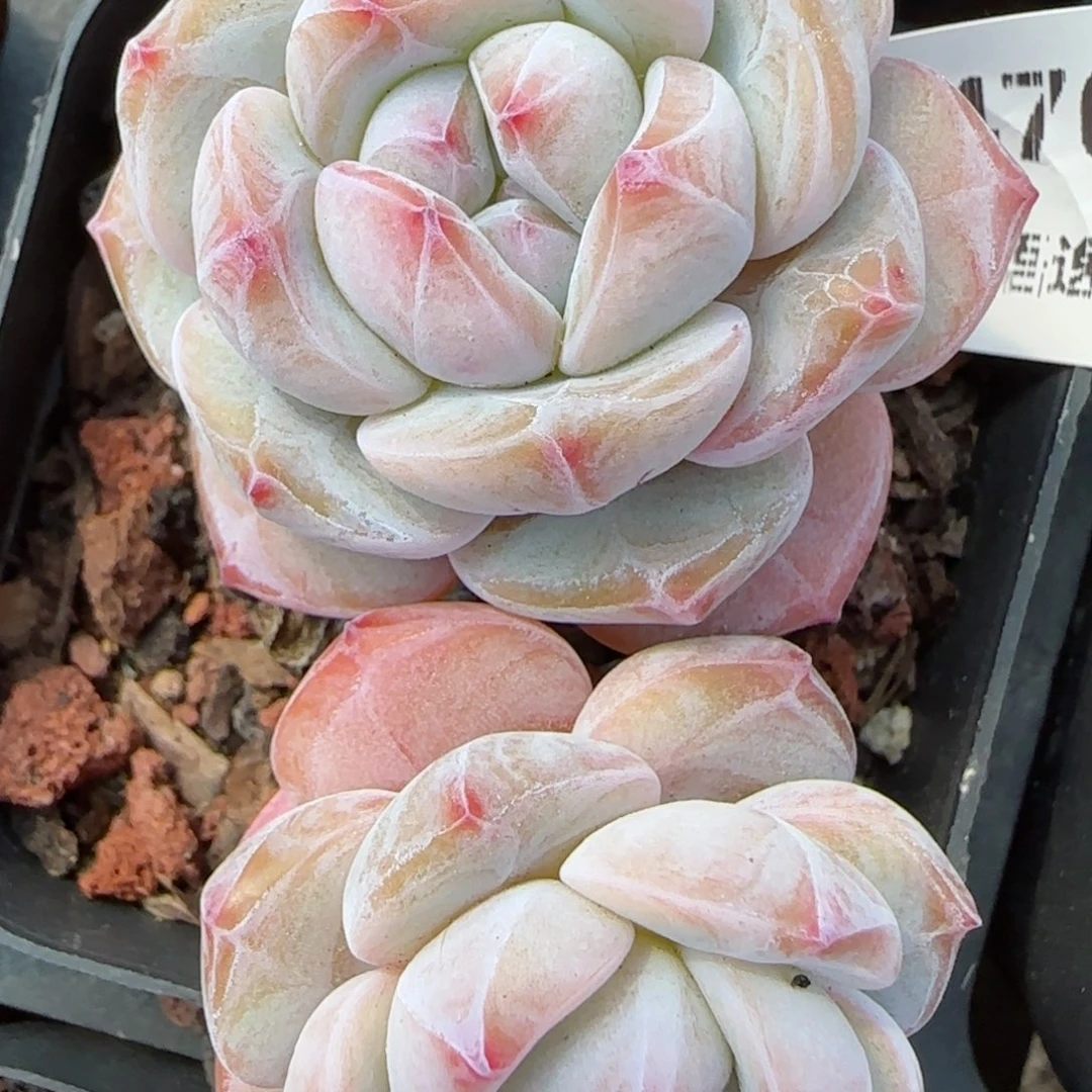 花语逸境0213-470